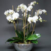 everyday flowers plants - orchid