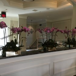 corporate flower delivery - orchids